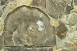 Fossil Brachiopod and Bryozoan Plate - Indiana #270474-1